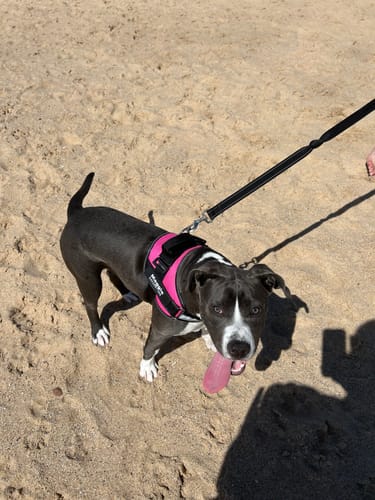 Customer photo review of No Pull Dog Harness Australia-60% Off Today