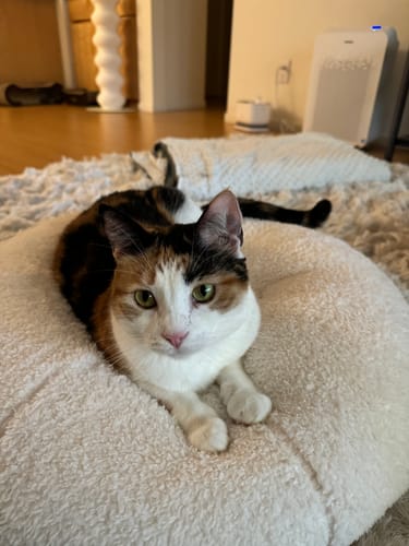 Customer photo review of Marshmallow Pudding Bed