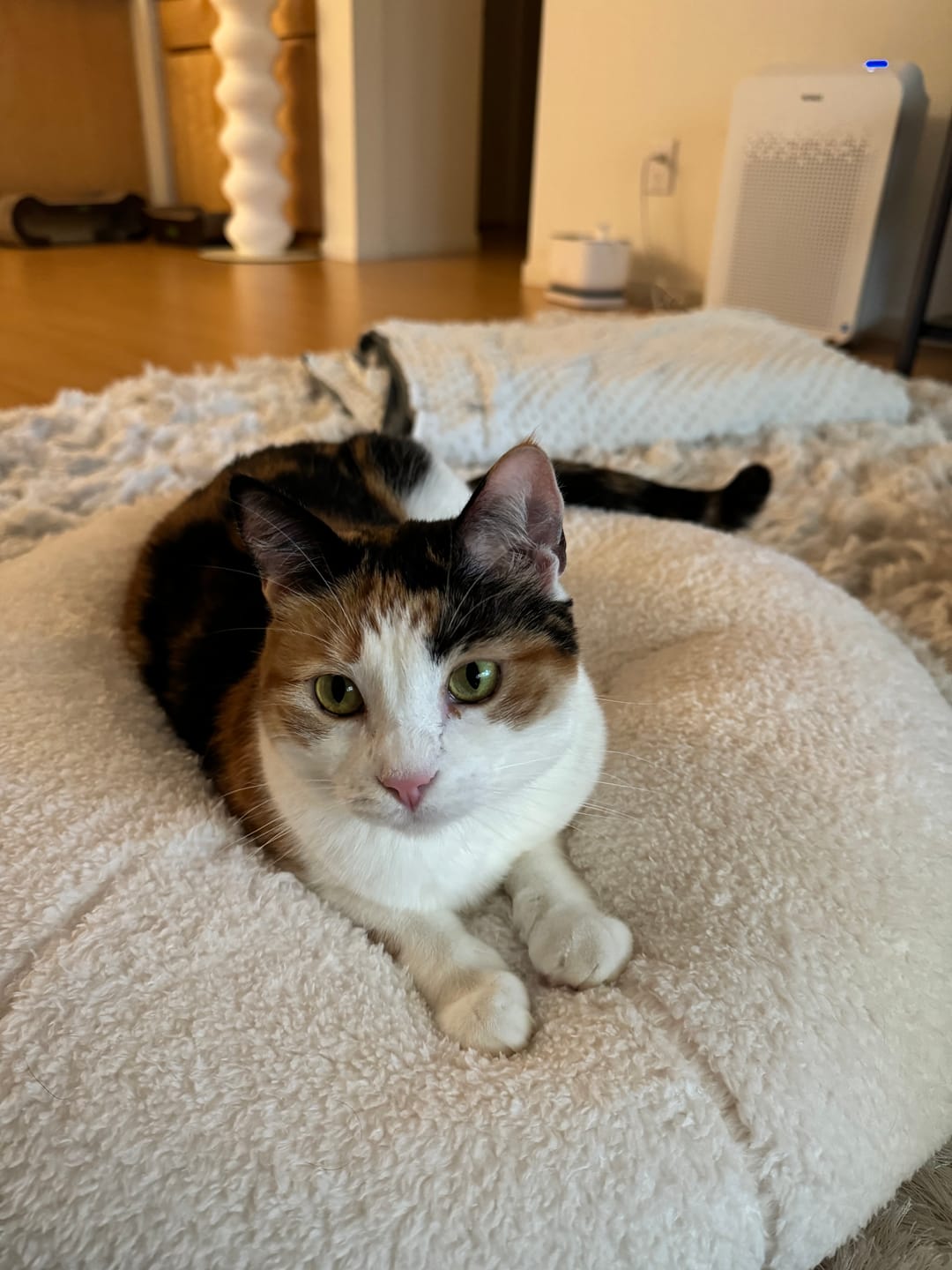 Customer photo review of Marshmallow Pudding Bed
