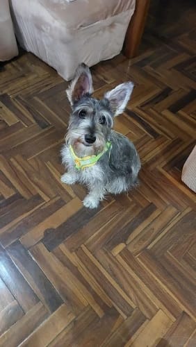 Customer photo review of Reflective Dog Harness and Leash Set - Adjustable Vest and Chest Strap for Puppies and Small to Medium Breeds