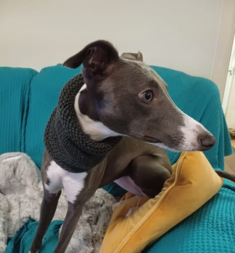 Customer photo review of Wool Whippet Snood