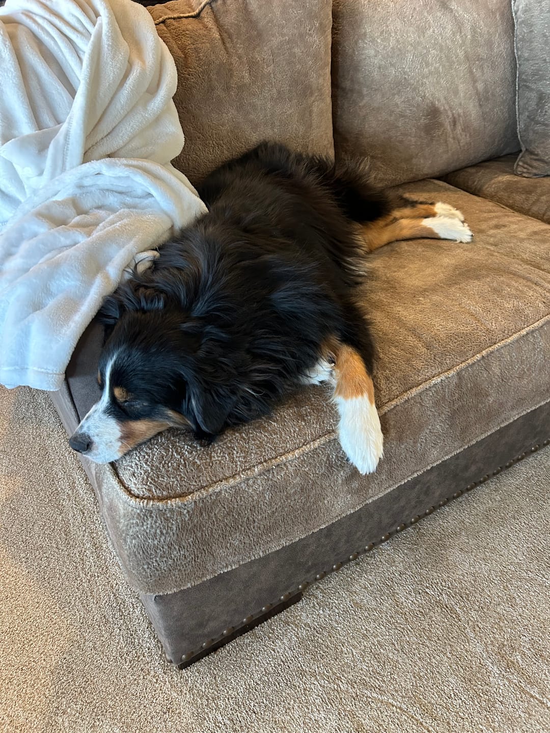 Customer photo review of Dog Kennel Cough & Respiratory Support Remedy