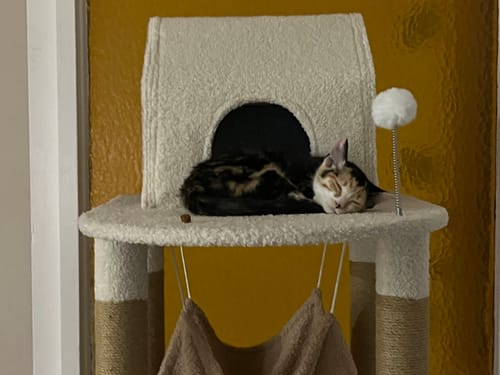 Customer photo review of Ona's Cottage Multi-Tier Cat Tree with Cat Scratching Posts