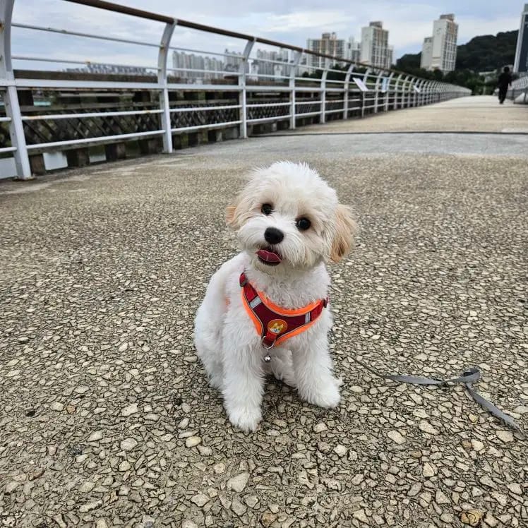 Customer photo review of Reflective Dog Harness and Leash Set - Adjustable Vest and Chest Strap for Puppies and Small to Medium Breeds