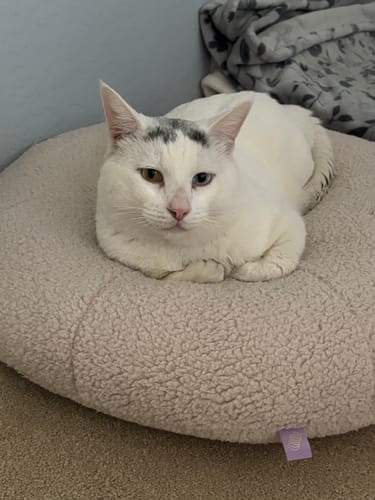 Customer photo review of Taro Pudding Bed