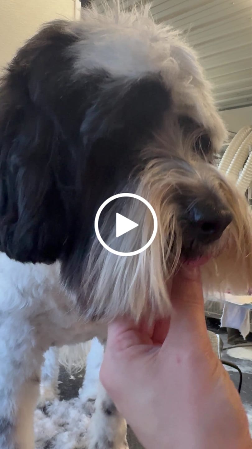 Customer video review of Harzly Slicker Brush