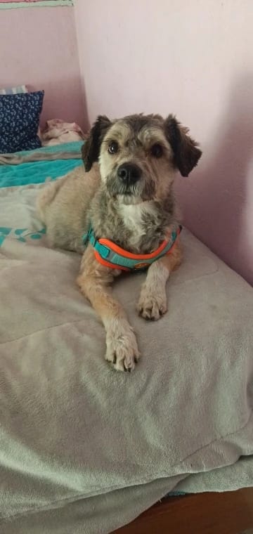 Customer photo review of Reflective Dog Harness and Leash Set - Adjustable Vest and Chest Strap for Puppies and Small to Medium Breeds
