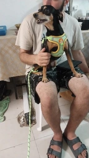 Customer photo review of Reflective Dog Harness and Leash Set - Adjustable Vest and Chest Strap for Puppies and Small to Medium Breeds
