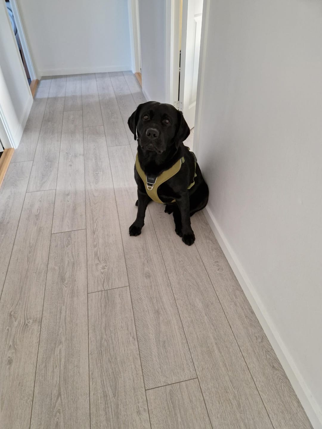 Customer photo review of Dog Copenhagen Comfort Walk Pro™ hundesele Hunting Green