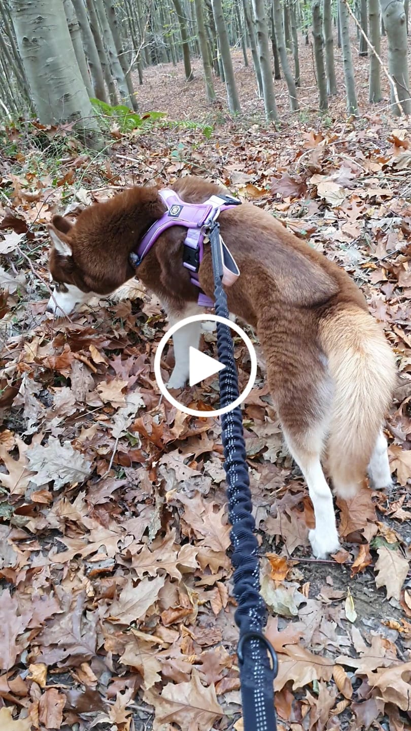 Customer video review of Slip on Harness | Foam Padded - Purple