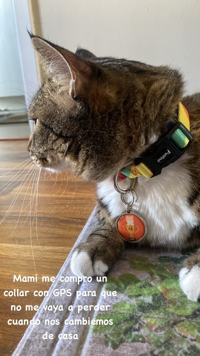 Customer photo review of Placa Gato #1