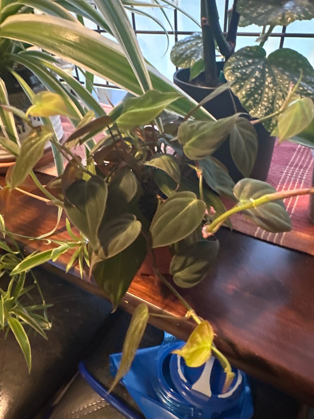 Customer photo review of Philodendron hederaceum 'Micans'
