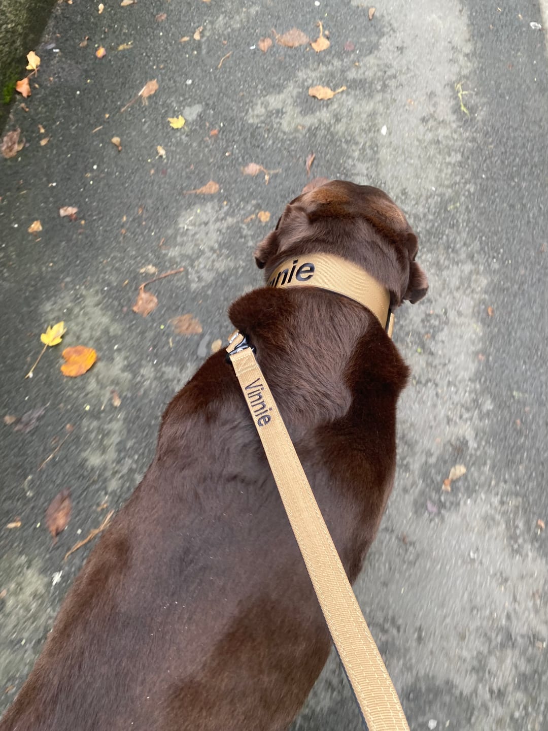 Customer photo review of 1.4m Swivel Combat Lead | Anti-Tangle & Secure Clip - Tan