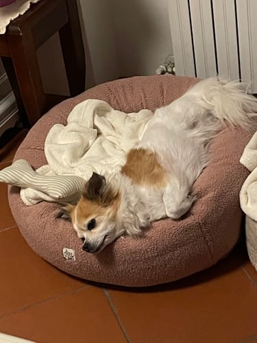 Customer photo review of Cover Boucle Teddy Rosa