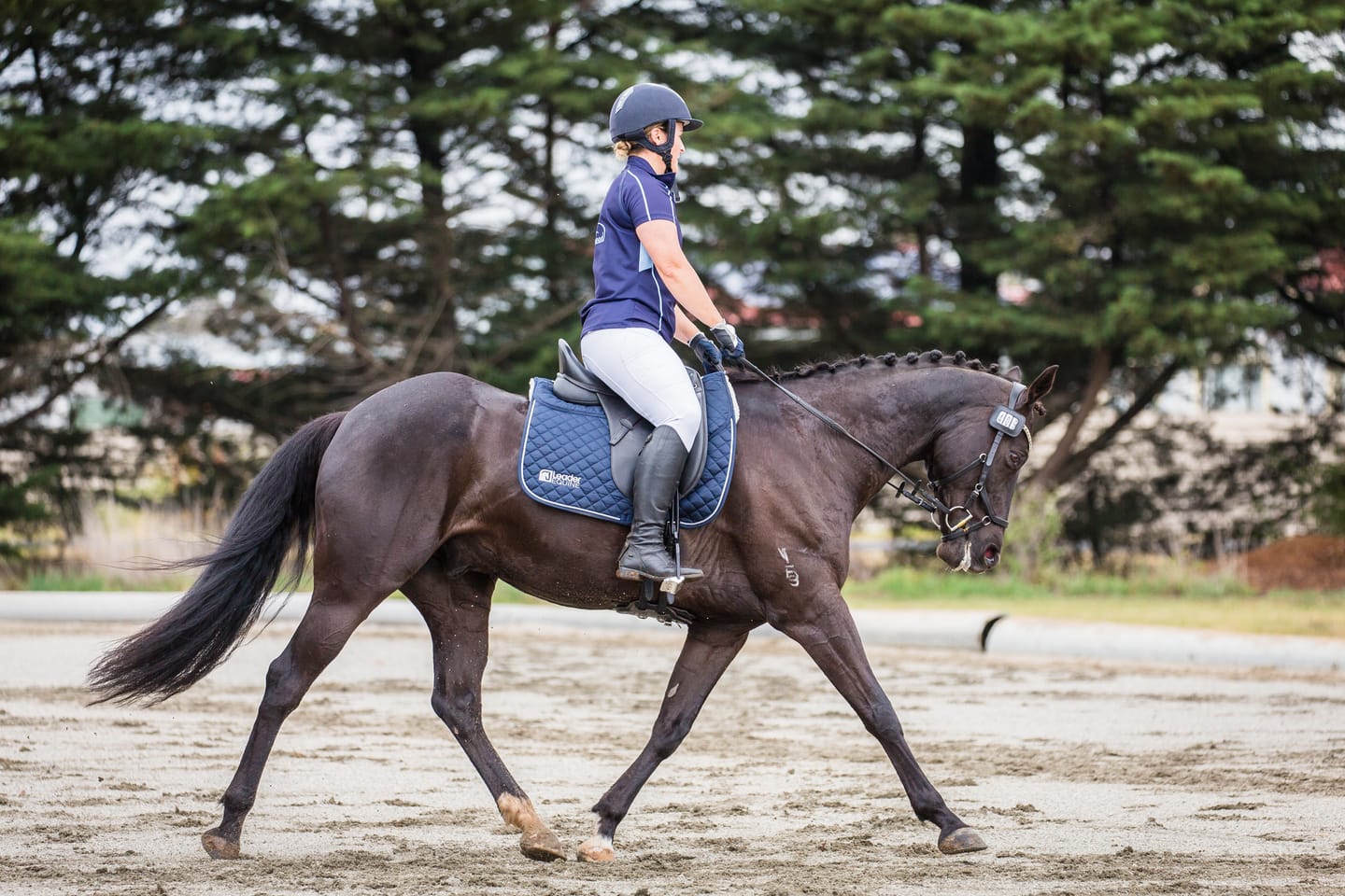 Customer photo review of LE Performance Dressage Saddle Pad with Shims