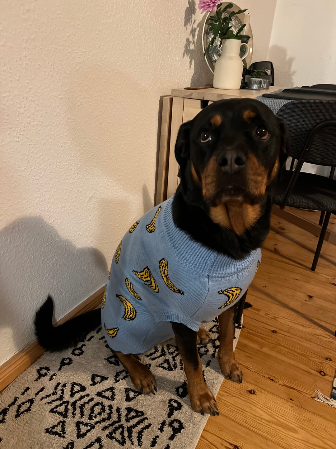 Customer photo review of Banana Knit Dog Sweater