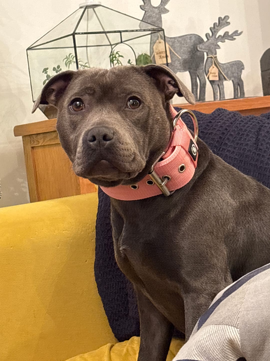 Customer photo review of 5cm Pin Buckle Collar | NO Handle - Pink