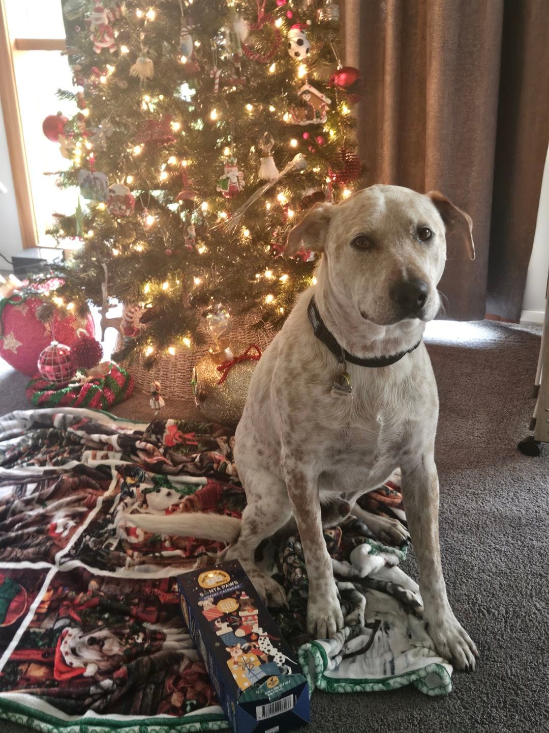 Customer photo review of Advent Calendar Christmas TOWER Dog Treats
