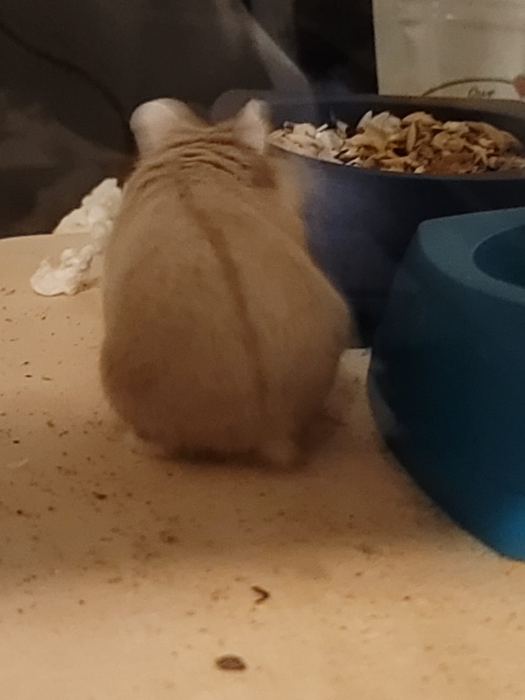 Customer photo review of Niteangel Hamster Birch Wood Platform for Small aminals' Food Bowl Drinking Bottle and Other cage Accessories