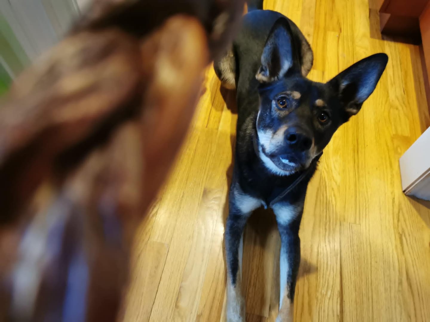 Customer photo review of 12 Inch Braided Jerky Stick