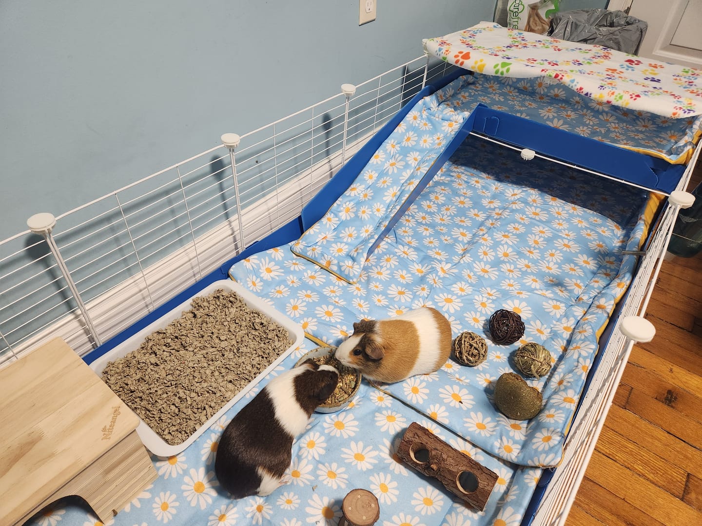 Customer photo review of White 6x2 Guinea Pig C&C Cage with Loft & Ramp