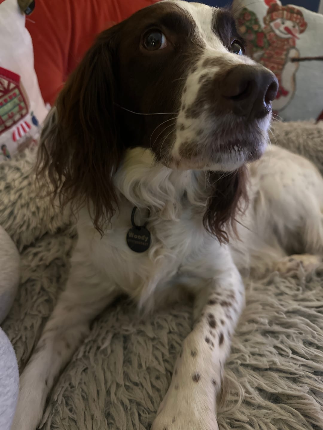 Customer photo review of Dog ID Tag - Black (With Gift Box)