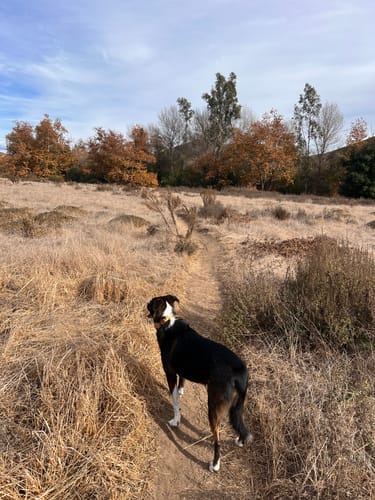 Customer photo review of WORLEY: Artist Series Collar