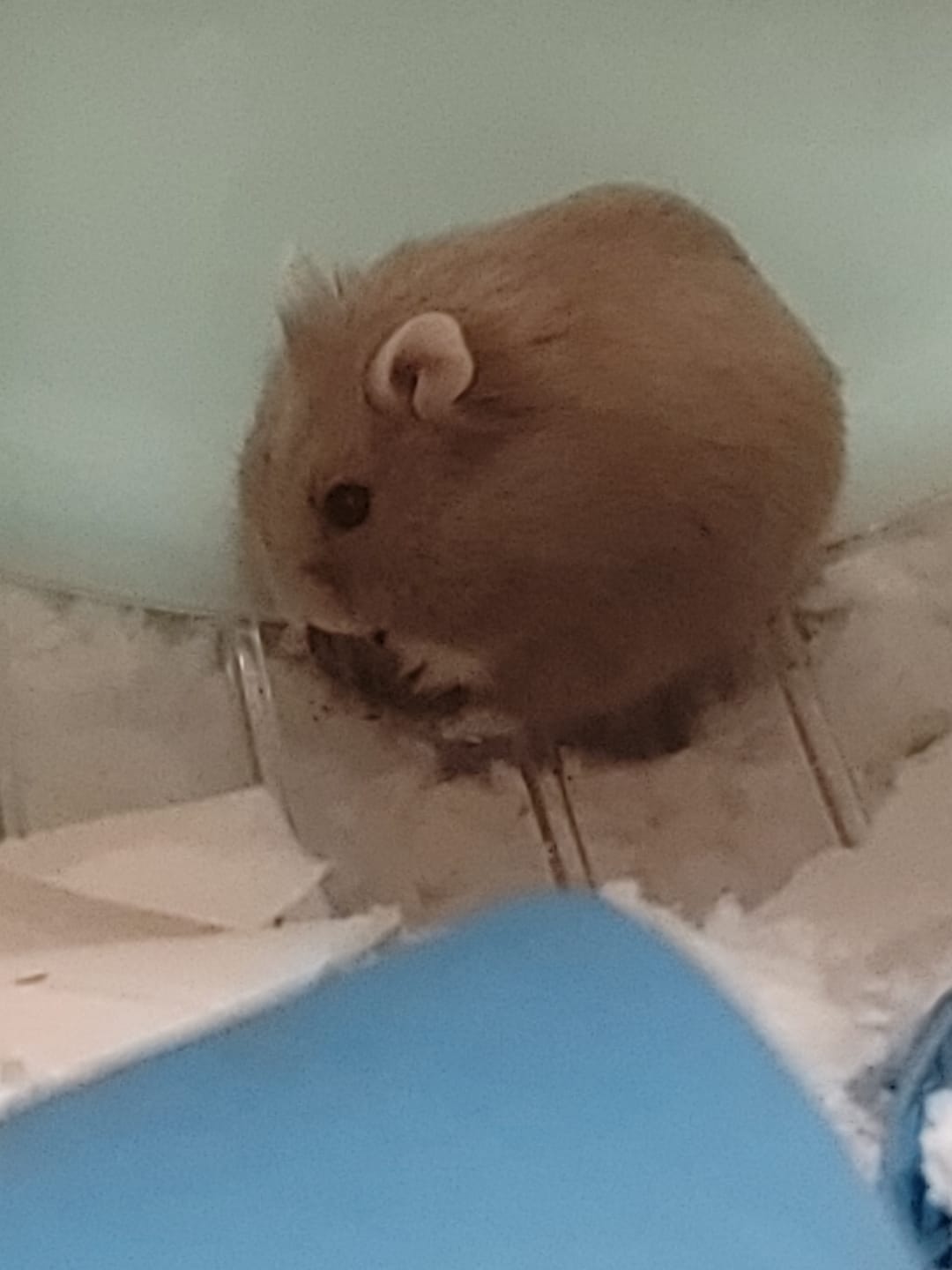 Customer photo review of Niteangel Super-Silent Hamster Exercise Wheels