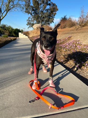 Customer photo review of WagWellies® by wagwear