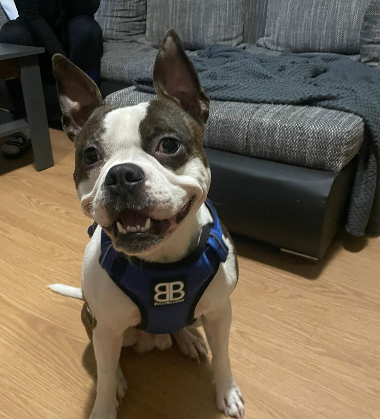 Customer photo review of Comfort Premium Harness | Non Restrictive - Blue