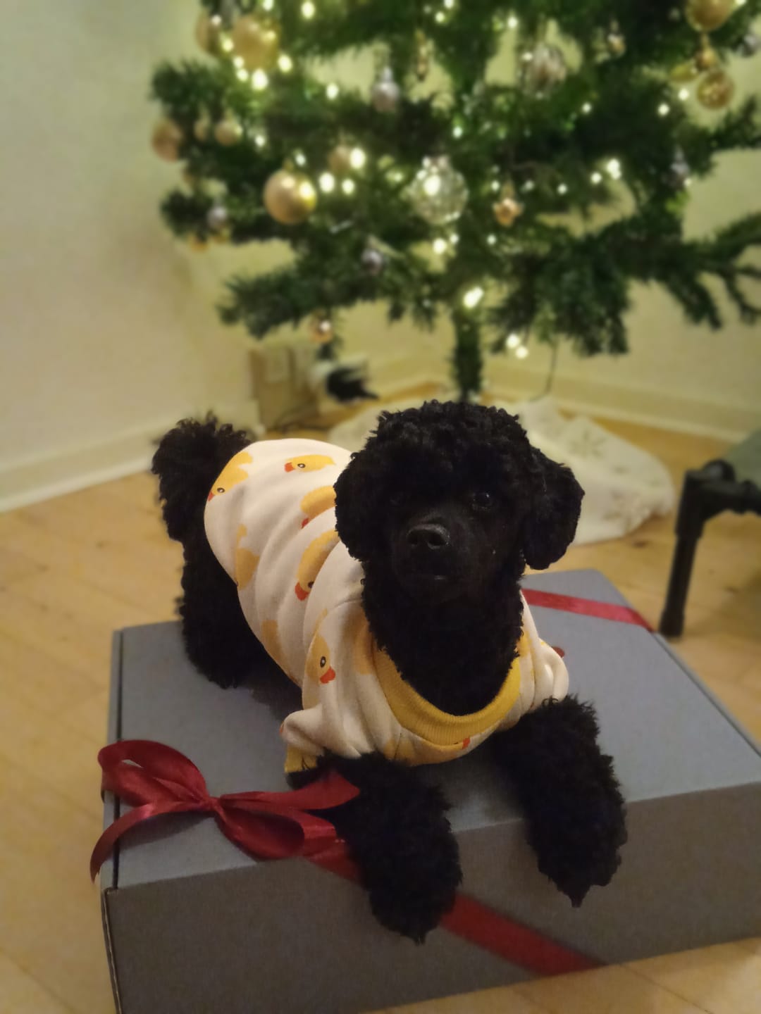 Customer photo review of Luksushund's Adventskalender: 4 gaver til din hund