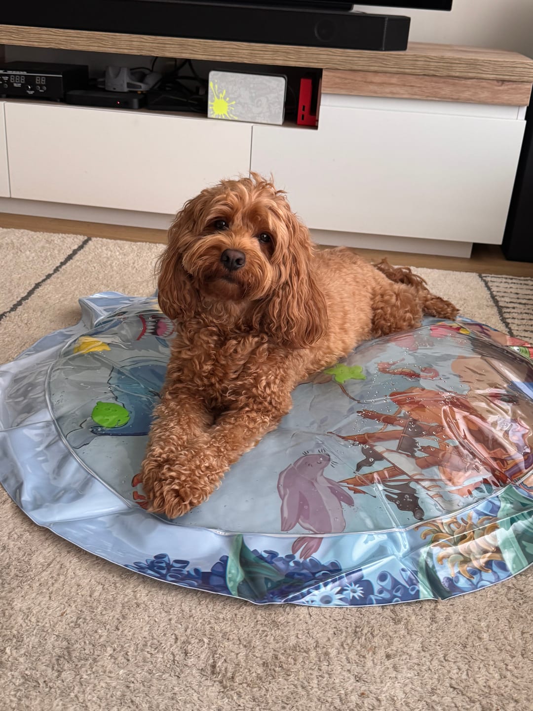 Customer photo review of Upgraded Thickness Pet Cooling Water Bed