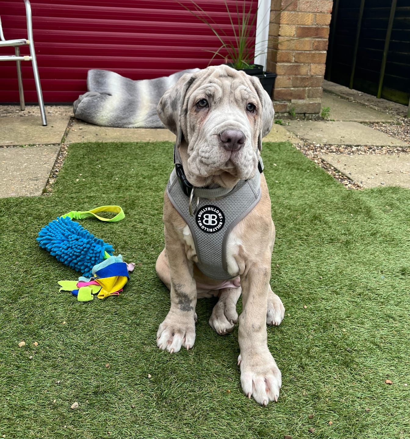 Customer photo review of Dog Fleece With Zip - Khaki