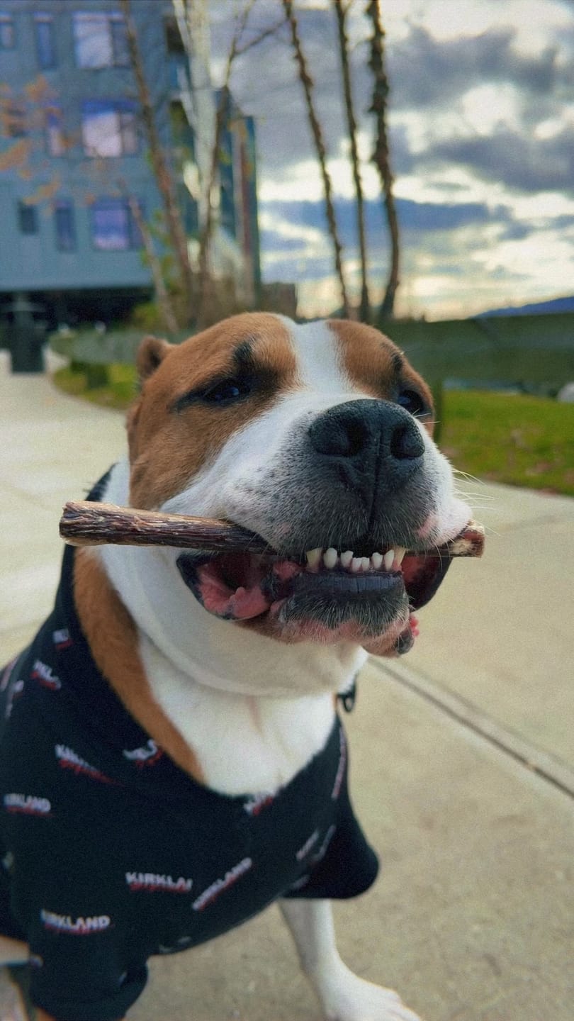 Customer photo review of 5-6 Inch Standard Collagen Wrapped in Bully Stick