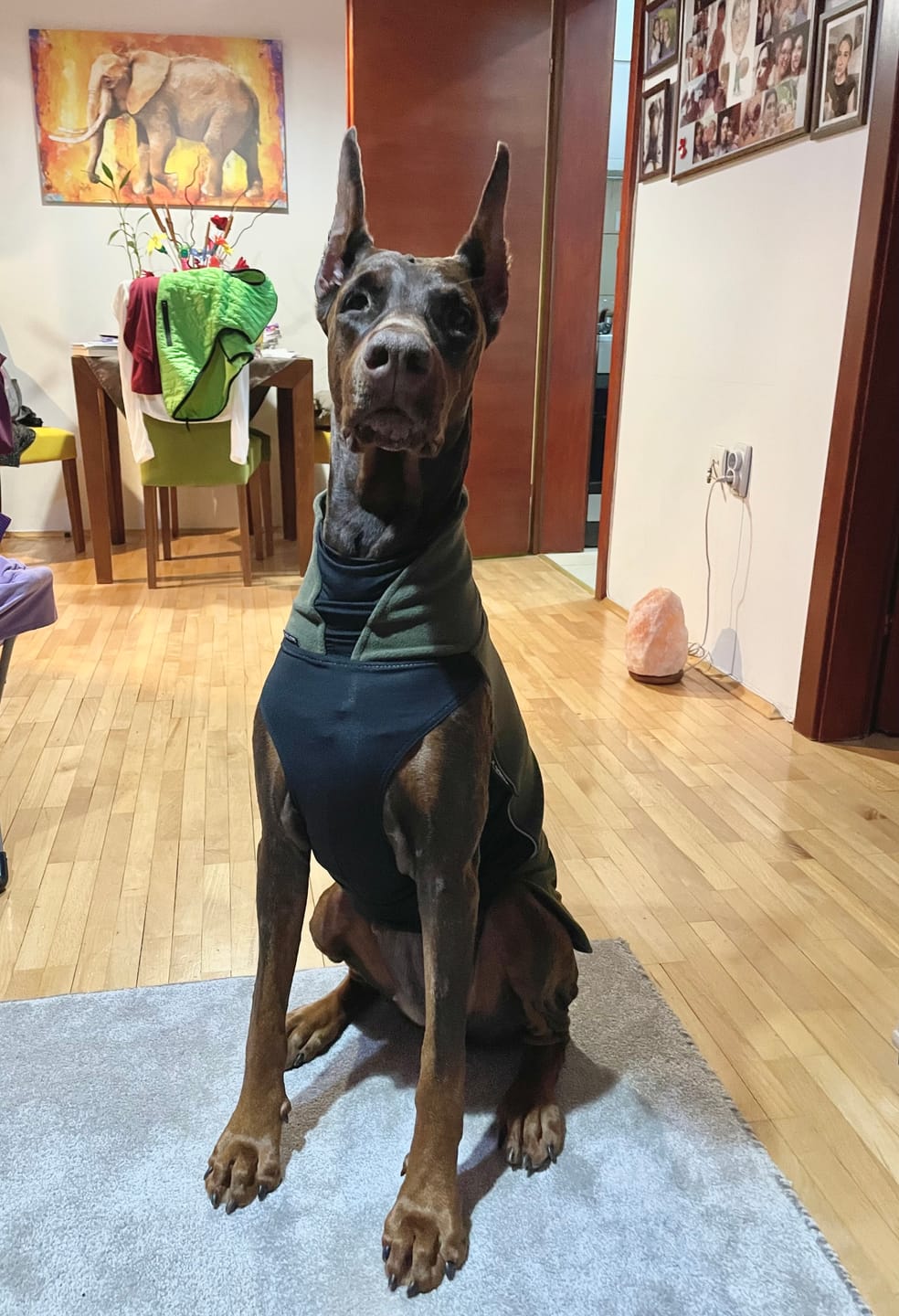 Customer photo review of Dog Fleece With Zip - Khaki