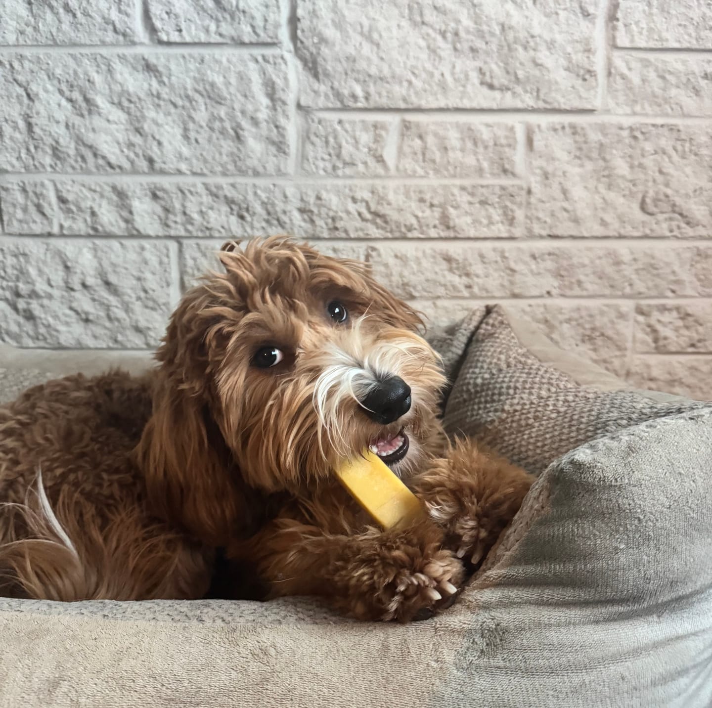 Customer photo review of Himalayan Yak Chew (MEDIUM)