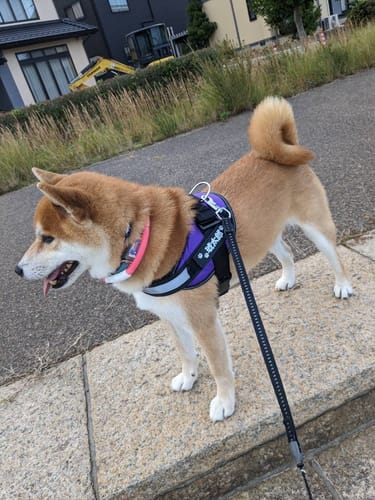 Customer photo review of FunFunPet 高機能ハーネス（お名前タグ作成サービス付き）