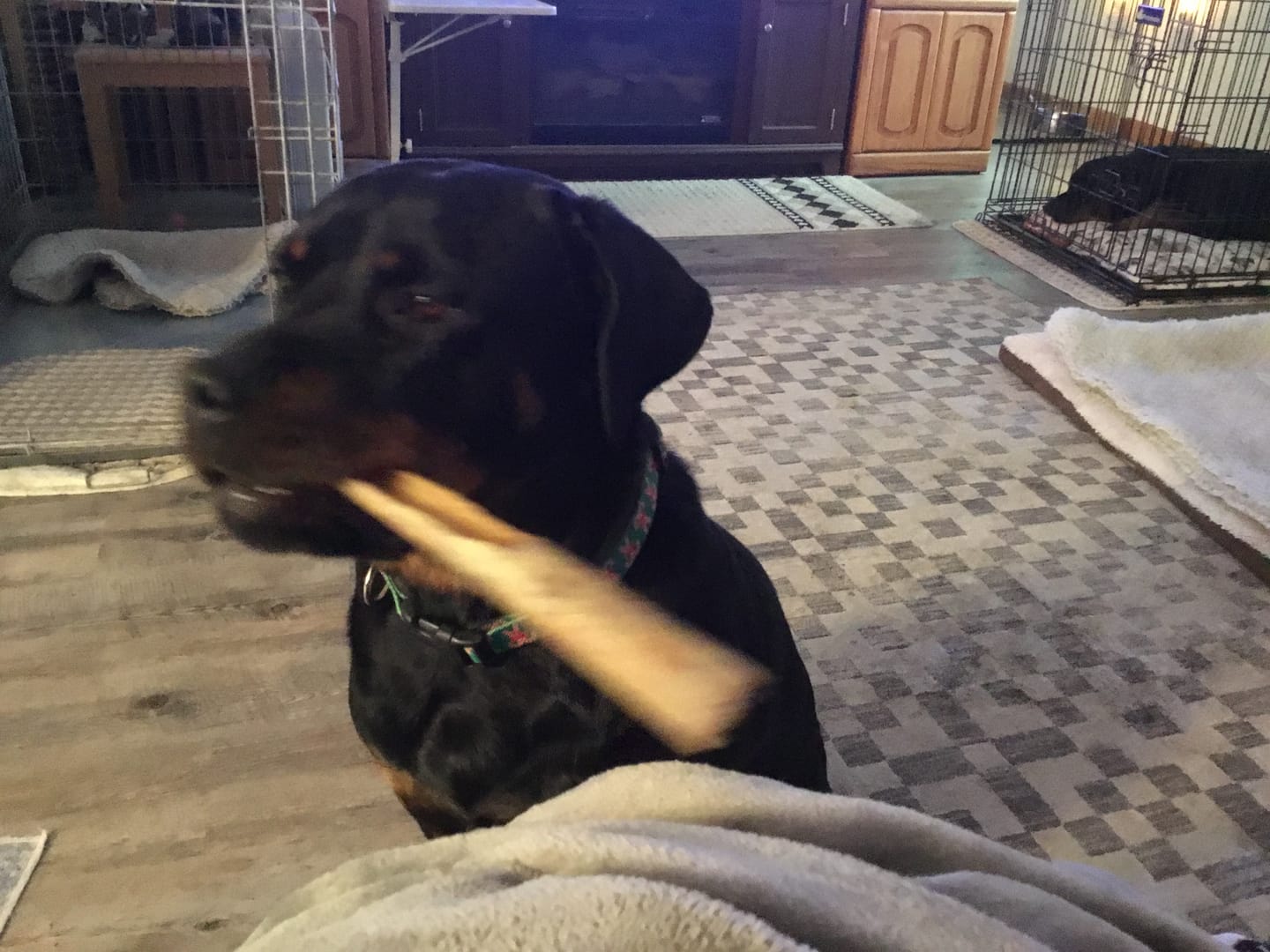 Customer photo review of Ostrich Shaft Bones (11" x 2"): The Long-Lasting, Flavorful Chew for Medium to Large Dogs