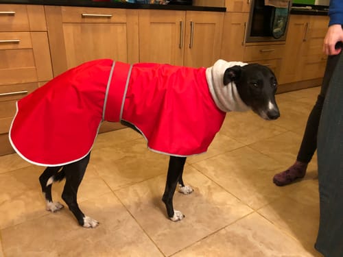 Customer photo review of Sighthound Coat with Harness Hole & Snood