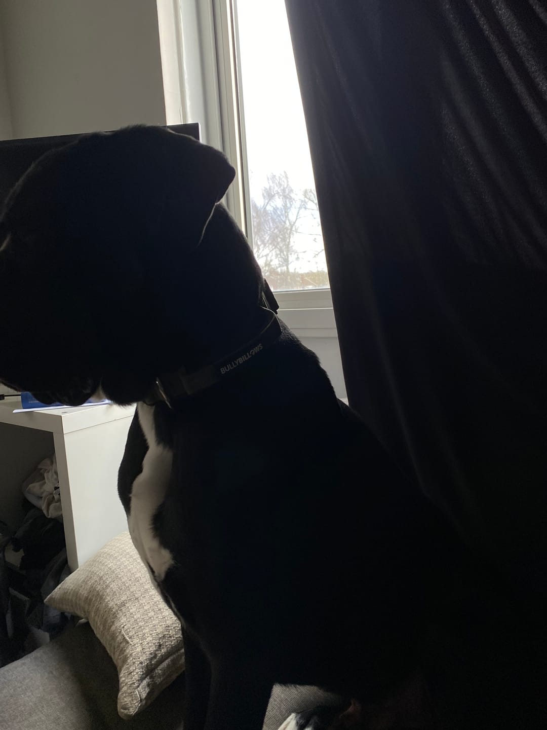 Customer photo review of 4cm Combat® Collar | Handle & Rated Clip -  Khaki