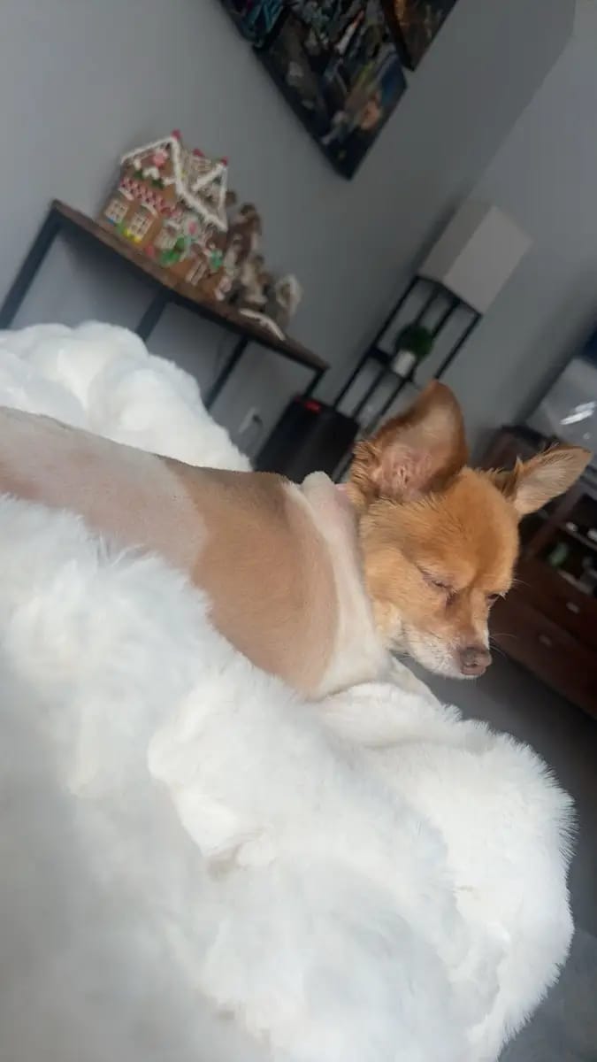 Customer photo review of Nordic Cozy Blanket