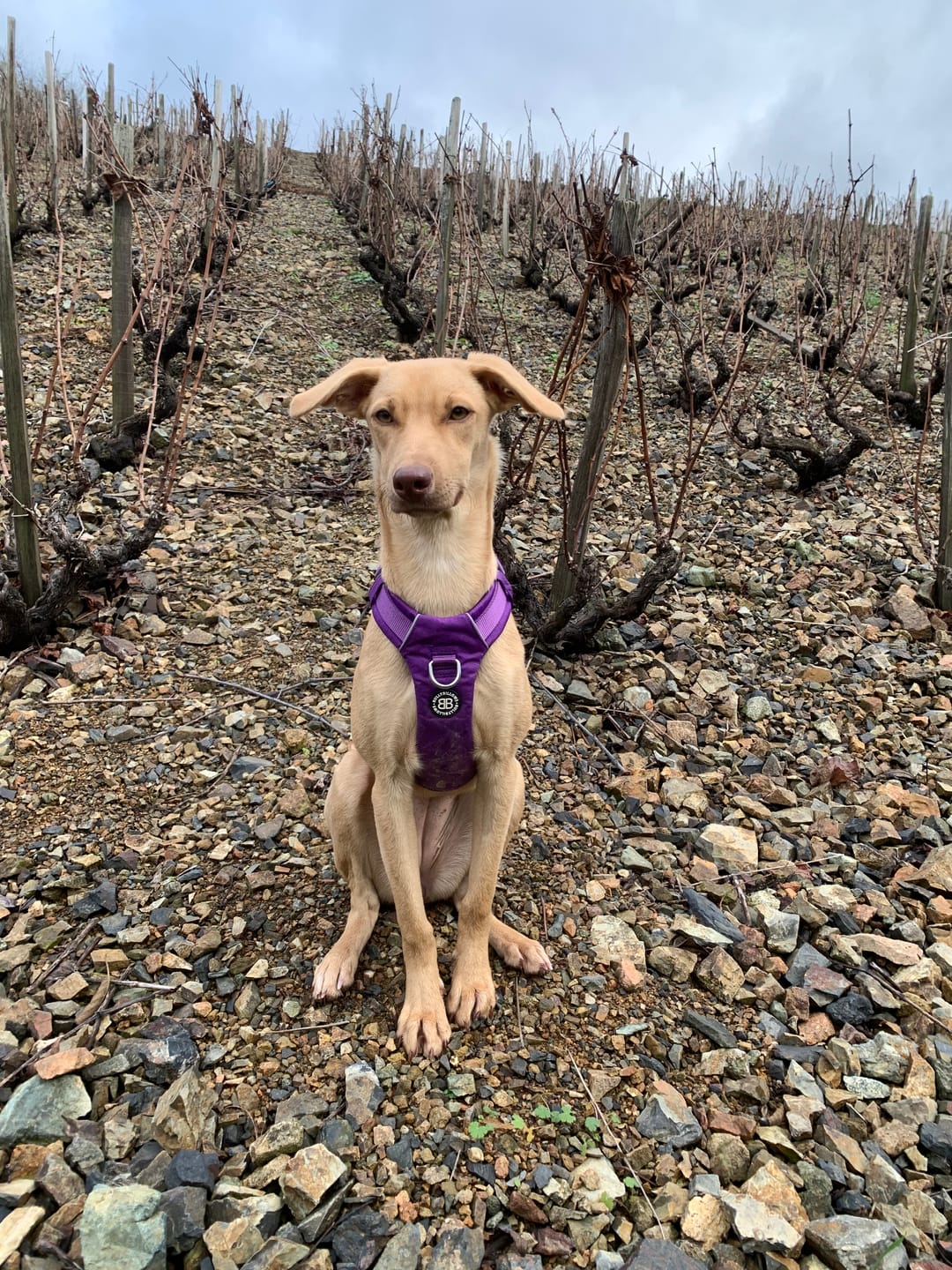 Customer photo review of Air Harness | Anti-Pull & With Handle - Purple