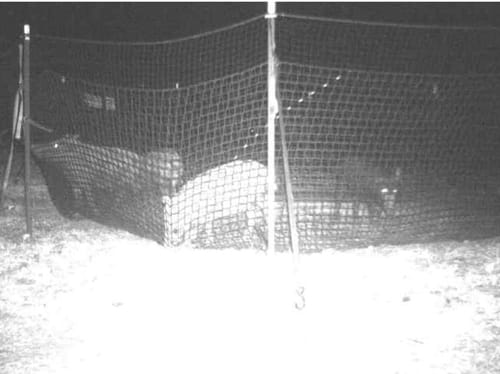 Customer photo review of Pig Brig Trap System