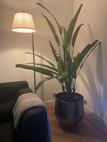 Customer photo review of Strelitzia Kunstplant 160cm