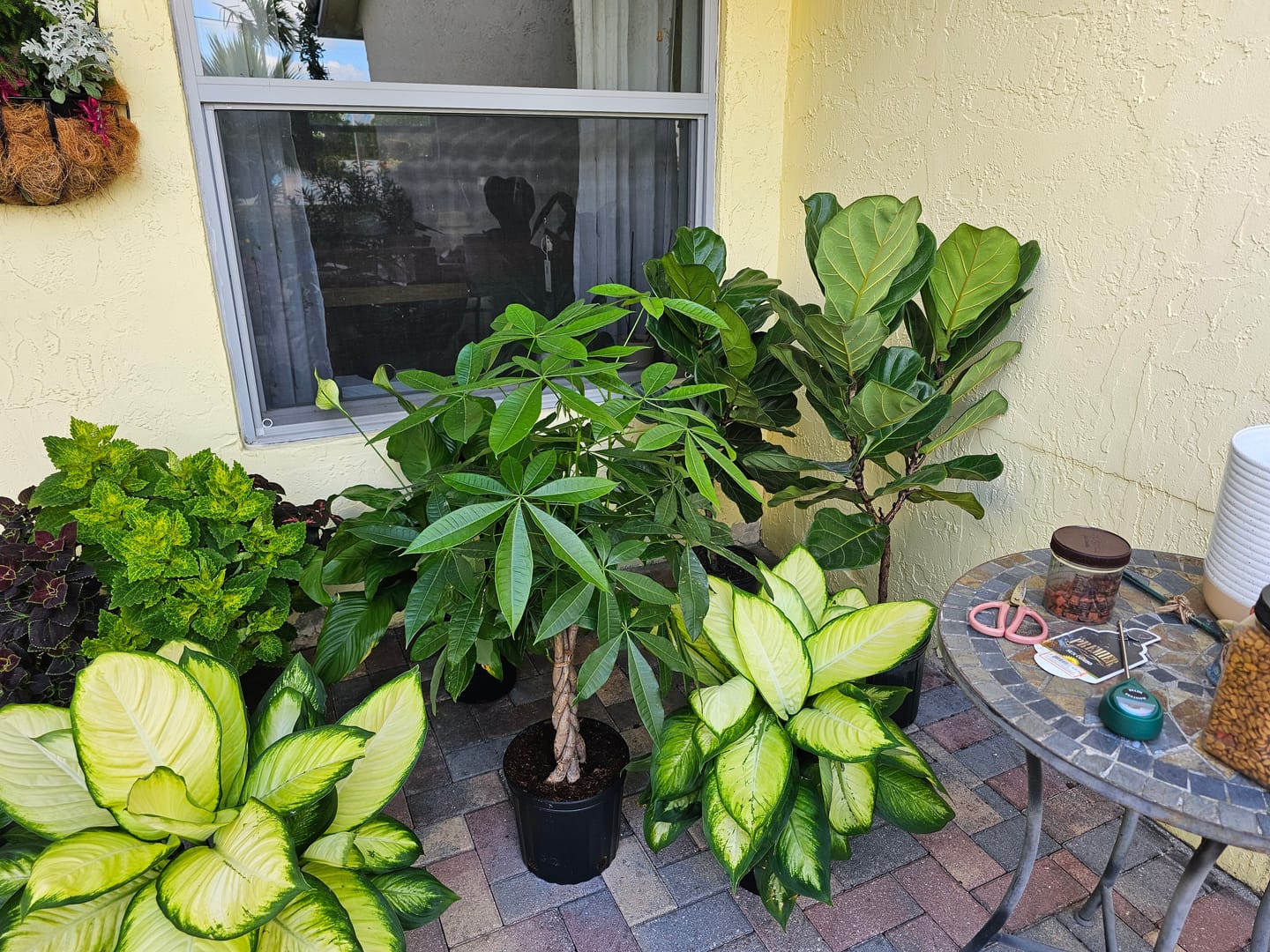 Customer photo review of Fiddle Leaf Fig (Ficus Lyrata)