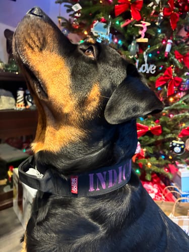 Customer photo review of 2" Tactik Dog Collar - Black