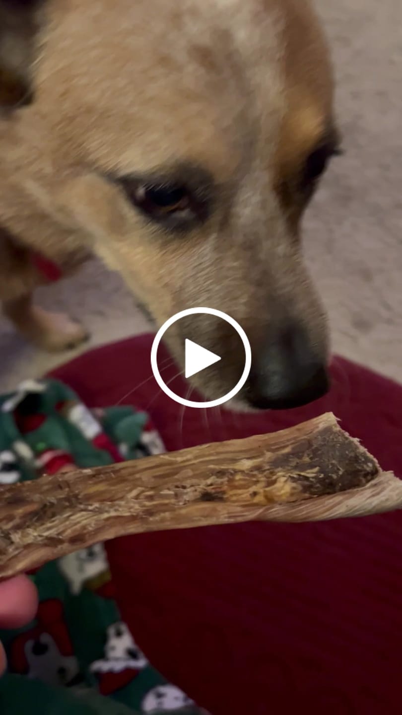 Customer video review of Chewy Ostrich Flat Tendon: Satisfying All-Natural Chew for Dental Health & Gentle Digestion