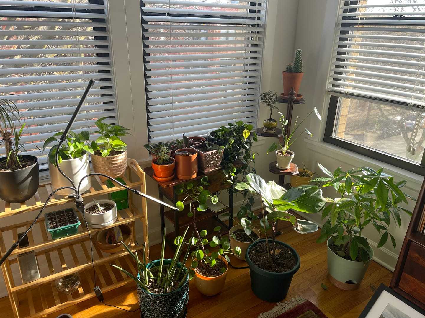 Customer photo review of Houseplant Top 40 Guide + Playlist