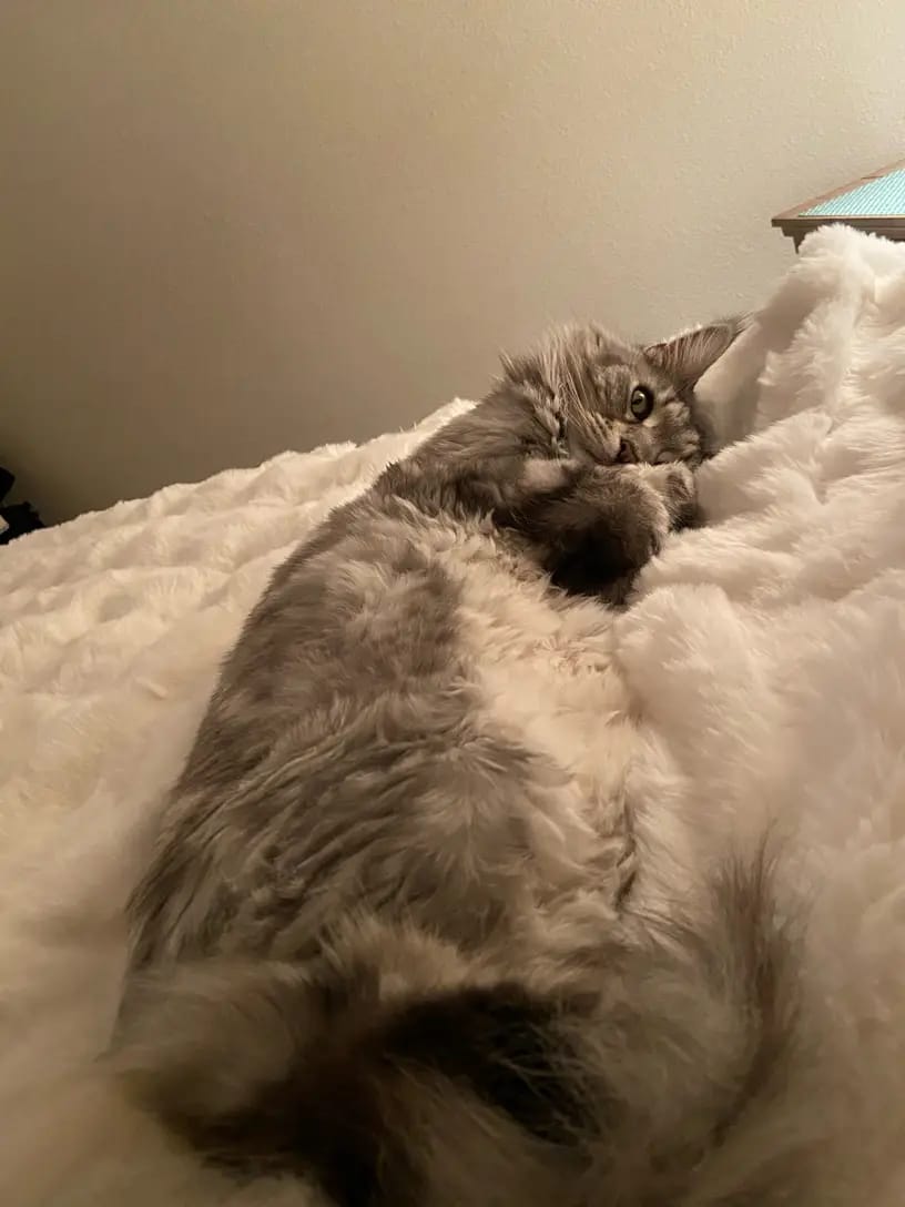 Customer photo review of Nordic Cozy Blanket