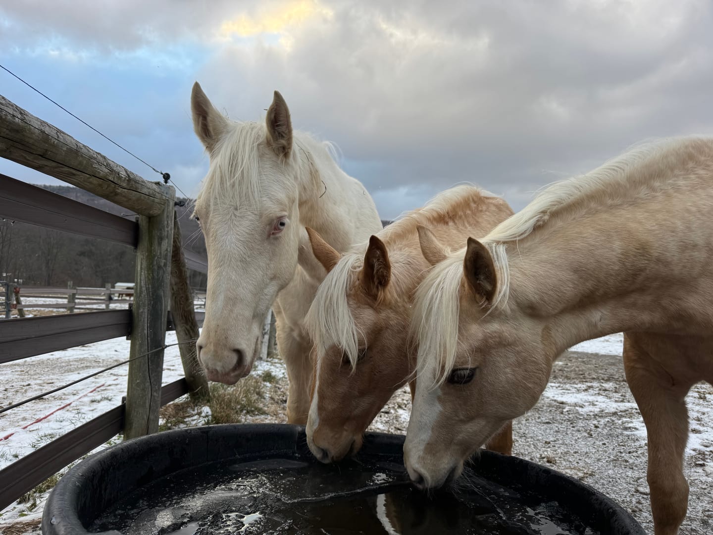 Customer photo review of Aloe Vera Pellets